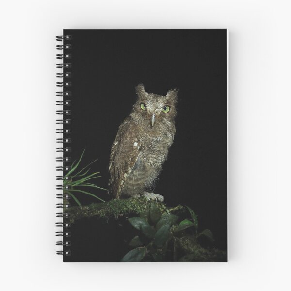 Aperçu de l'œuvre Screech Owl créée et vendue par mlorenz.