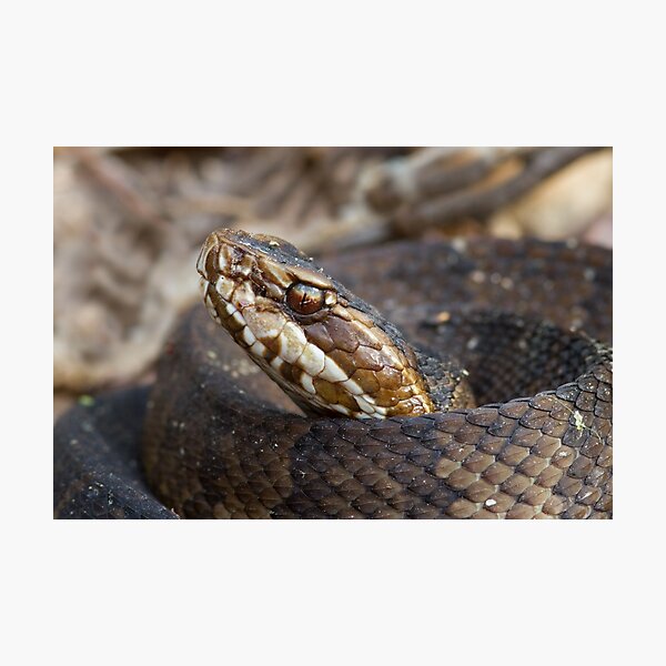 Water Moccasin Photographic Print