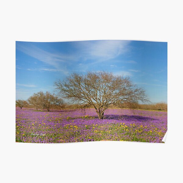 Texas, Beginnings of Spring Poster