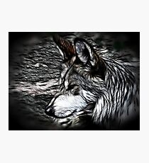 Timberwolf Photographic Print