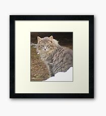 Kitty Framed Print