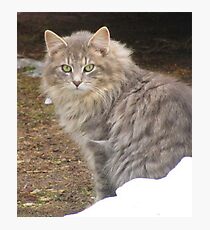 Kitty Photographic Print