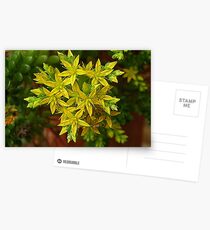 Florecillas amarillas..... Postcards