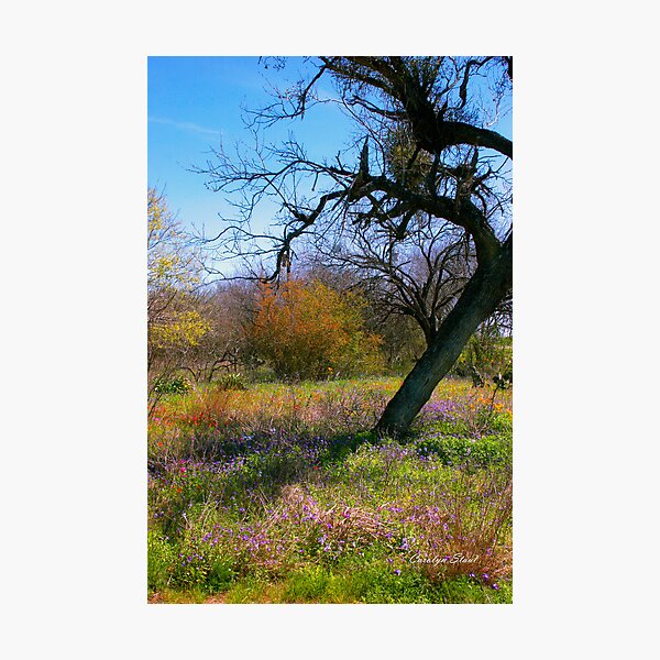 Perfect Picnic Spot Photographic Print