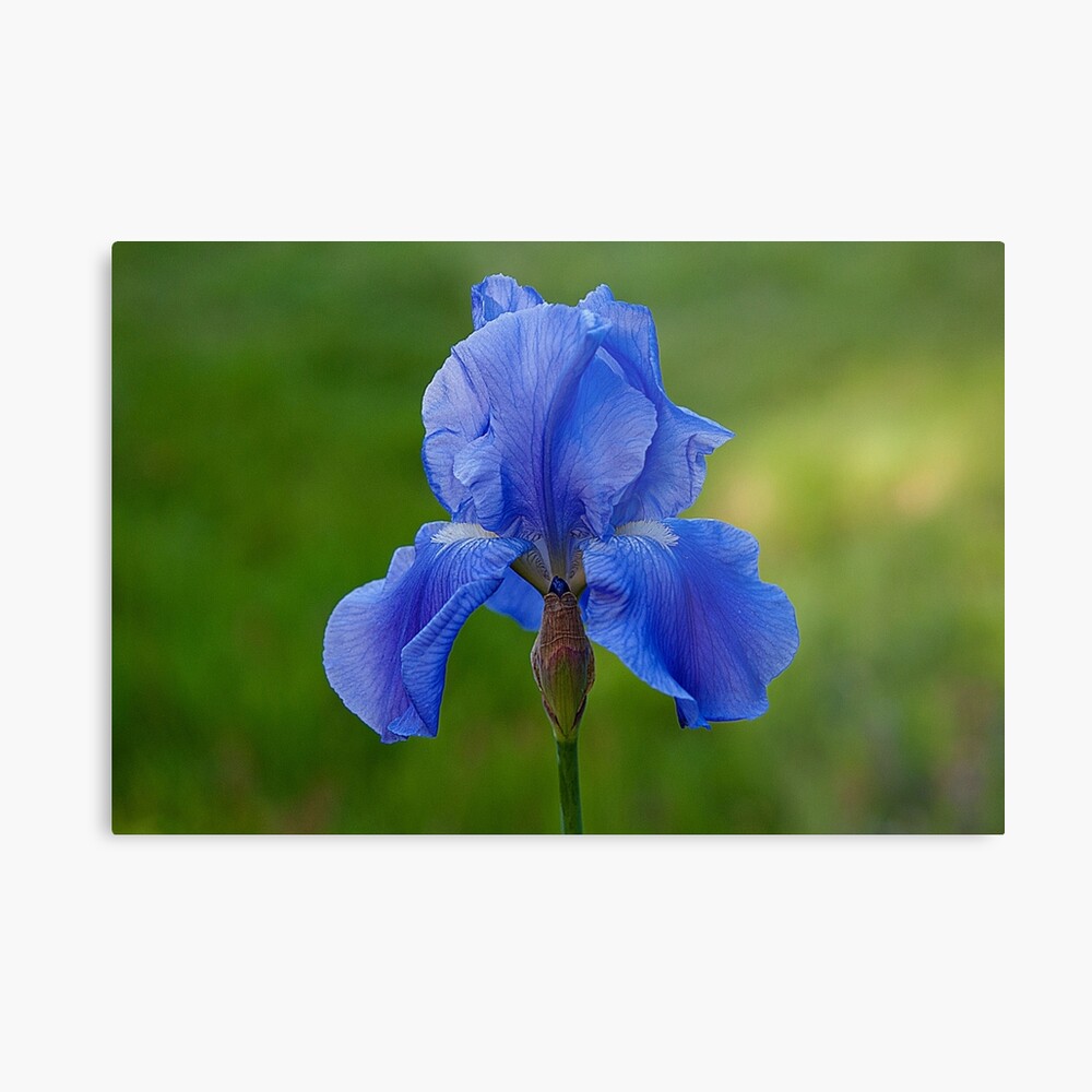 Lámina fotográfica «Lirio azul, sinónimo de elegancia......» de cieloverde  | Redbubble