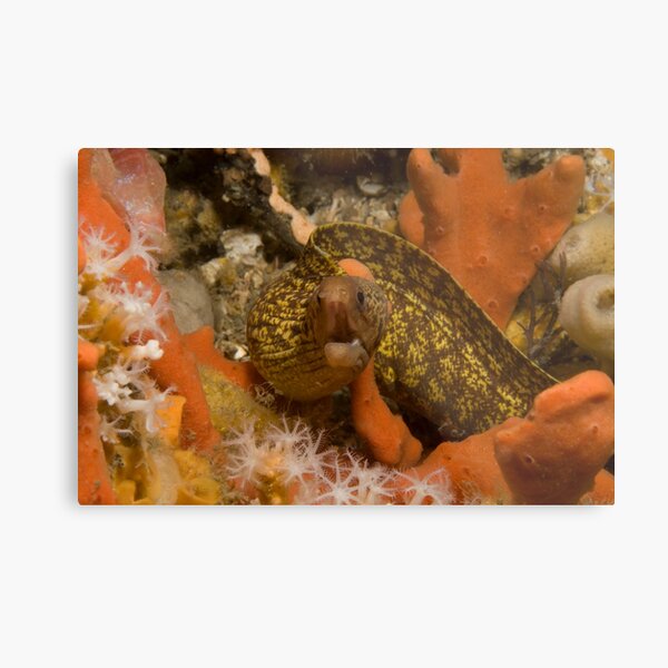 Sieve-Patterned Moray Metal Print
