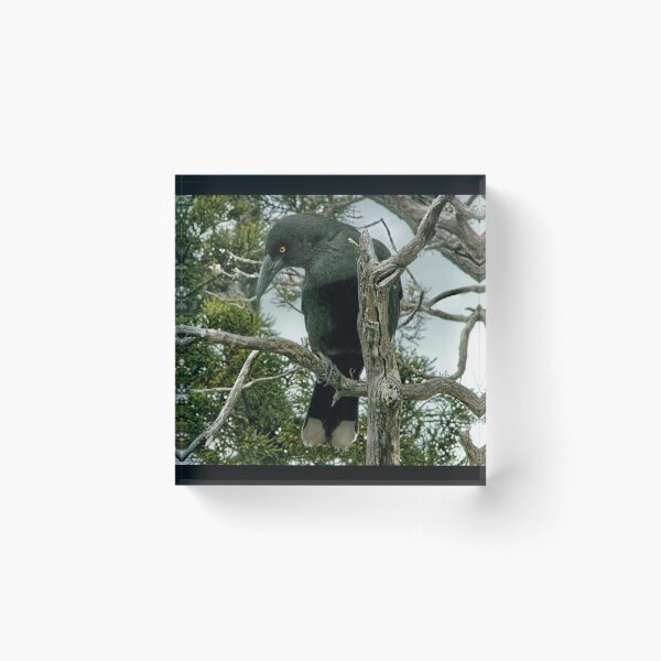 Item preview, Currawong at the Wombat Pool, Cradle Mountain, Tasmania, Australia. designed and sold by kaysharp.