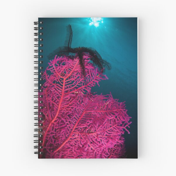 Item preview, Feather star on fan coral, Wakatobi National Park, Indonesia designed and sold by Erik Schlogl.