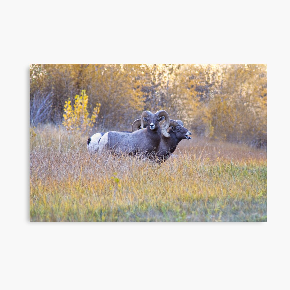 Bighorn Rams Calling Canvas Print