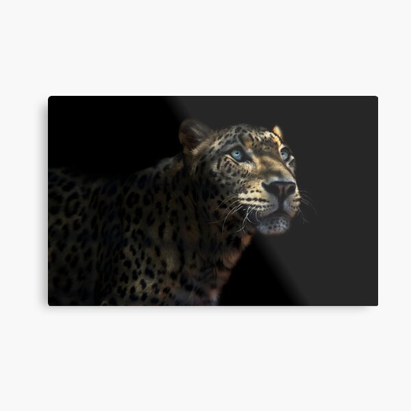 Leopard in dappled light Metal Print