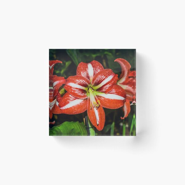 Item preview, Amaryllis flower designed and sold by Martin Leber.