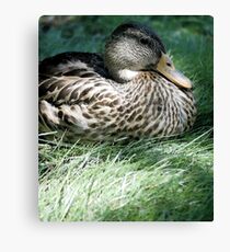 Duck Canvas Print