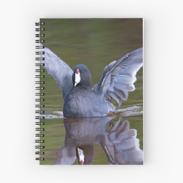 Item preview, Coot designed and sold by WorldDesign.