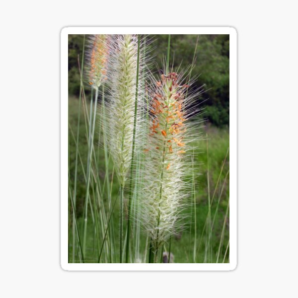 Amazing colourful Grass Flowers Sticker