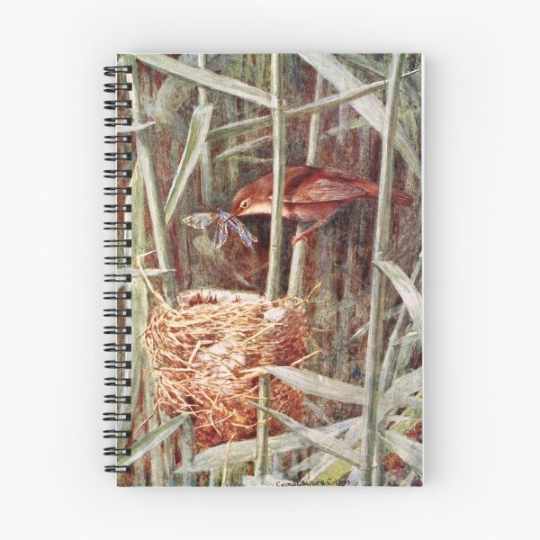 Item preview, Nesting Reed Warbler Illustration designed and sold by goldenmenagerie.