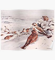 Winter Scene with Snow Buntings Poster