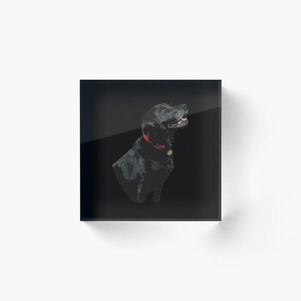 Adoration from a Black Labrador dog Acrylic Block