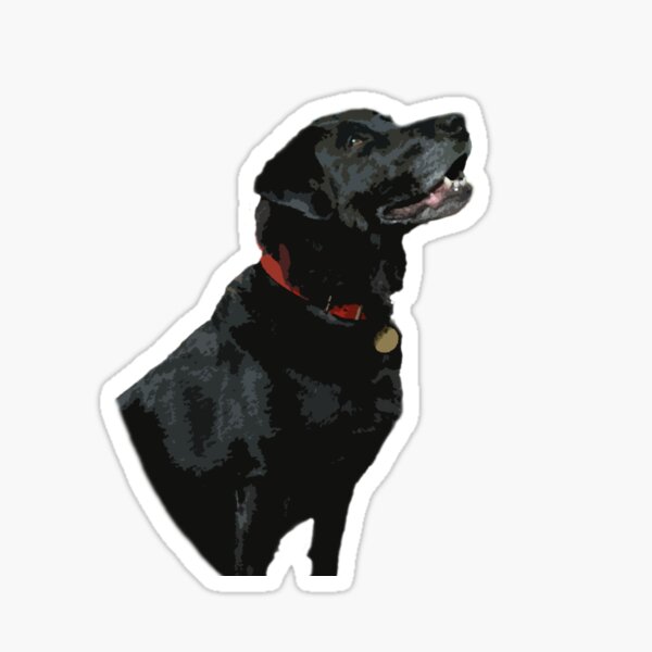 Adoration from a Black Labrador dog Sticker