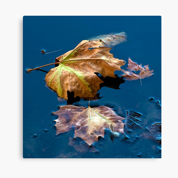 Floaters Canvas Print