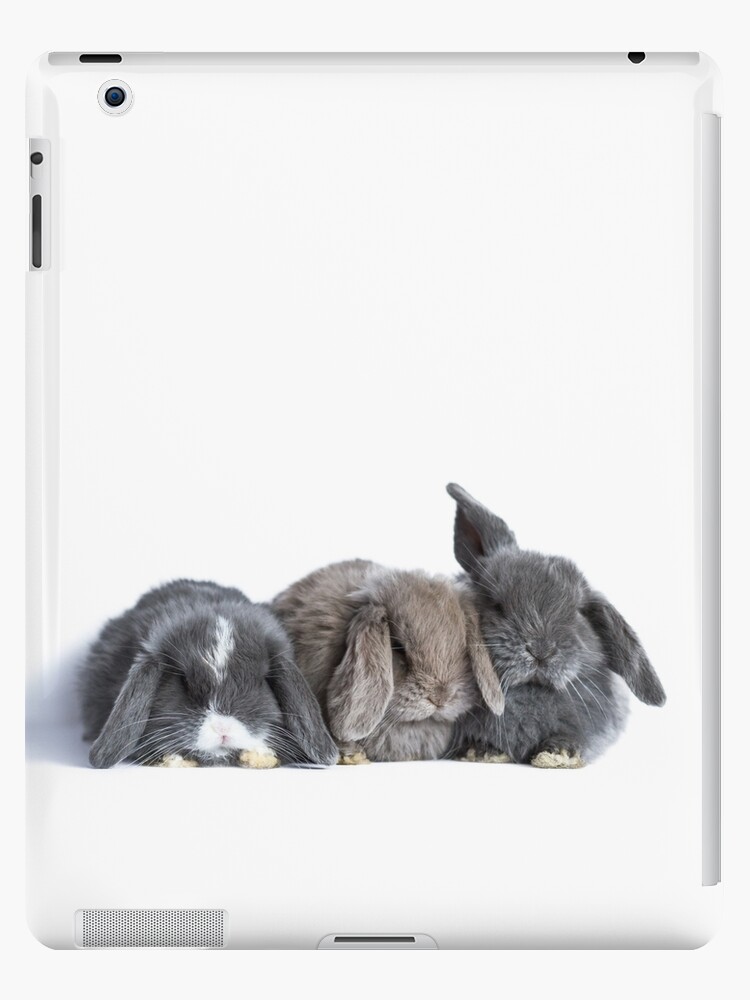 Poster for Sale avec l'œuvre « Mini lapin bébé bélier » de l'artiste Jane  Stanley