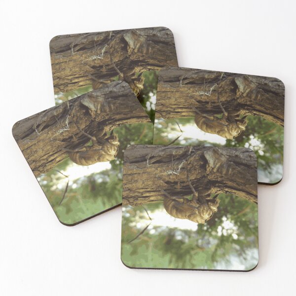 Cicada shell. It was in a hurry. Coasters (Set of 4)