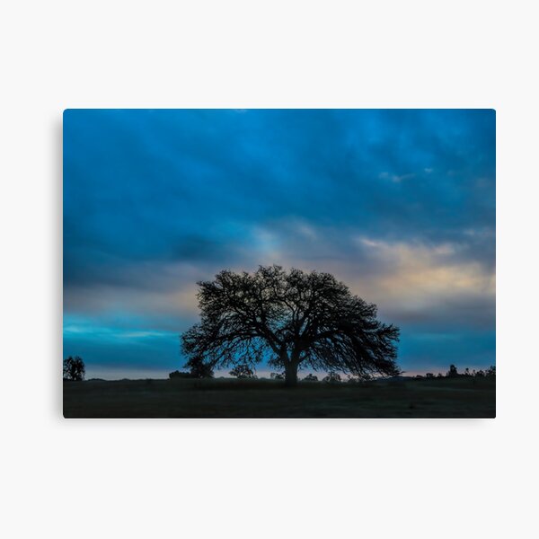 Beautiful Heritage Oak with Big Skies Canvas Print