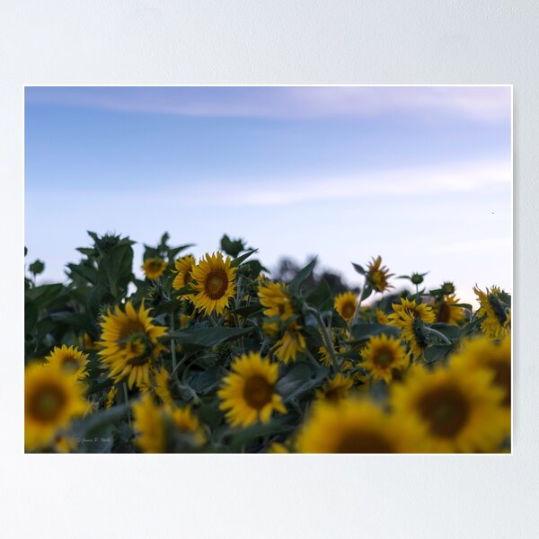 Item preview, Sunflowers at Sundown designed and sold by James Webb.