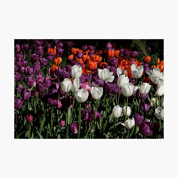 Item preview, Tulips in morning light designed and sold by FLYINGSCOTSMAN.