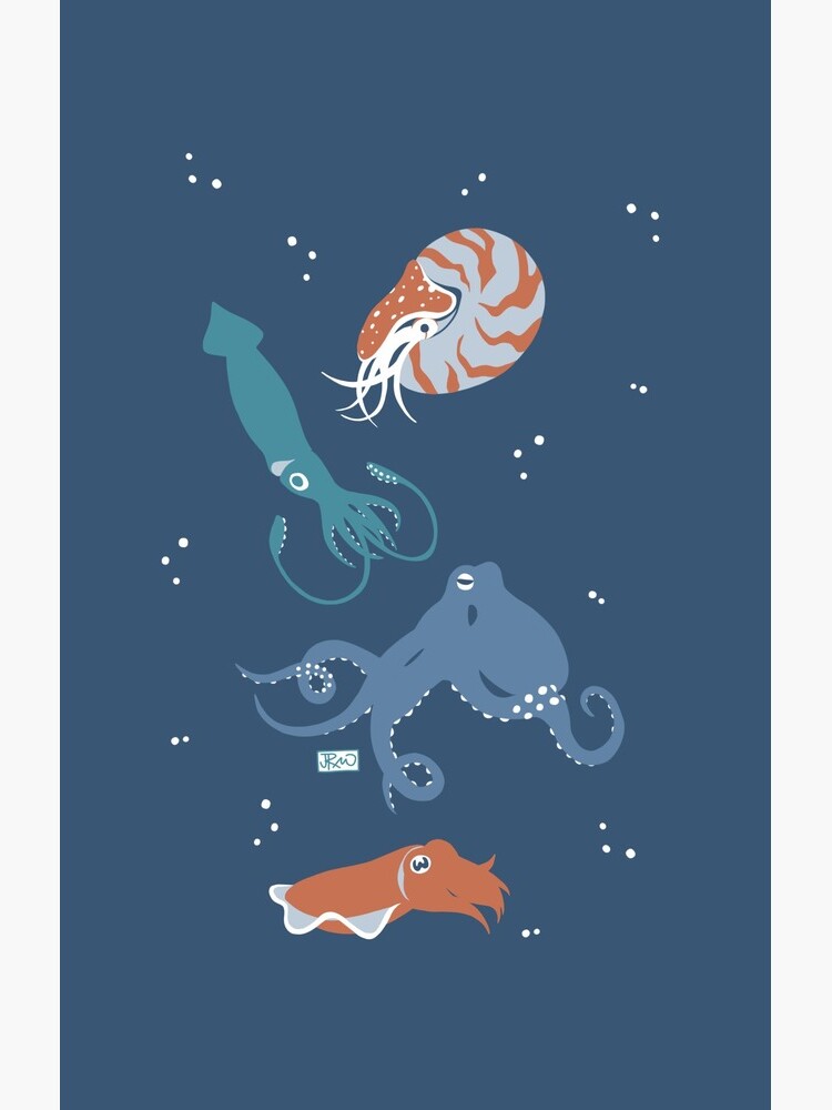 Cephalopods! by jenrichards