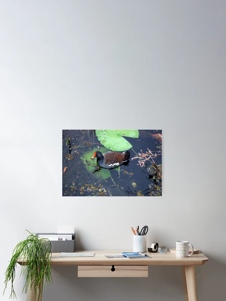 Thumbnail 2 of 3, Poster, Common Gallinule designed and sold by Shelby Stalnaker Bortone.