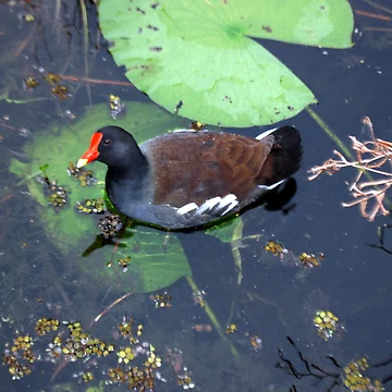 Artwork thumbnail, Common Gallinule by Shelby Stalnaker Bortone