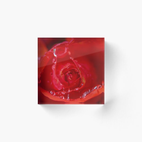 Item preview, Red rose closeup designed and sold by fotorobs.