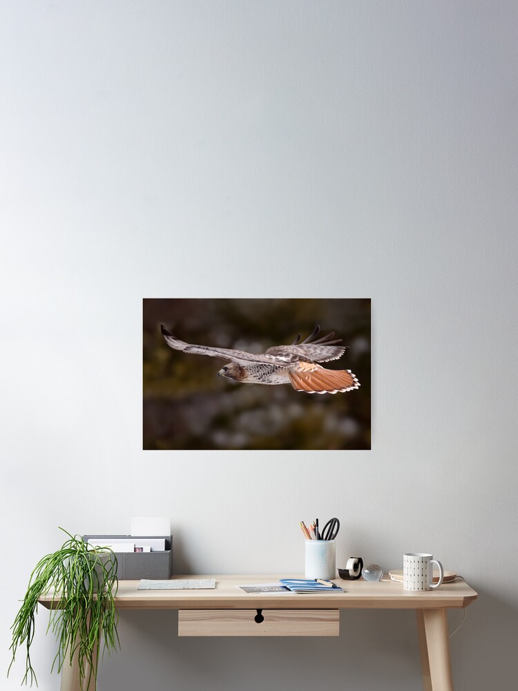 Thumbnail 2 of 3, Poster, Red Tail Hawk In Flight designed and sold by GaryFairhead.