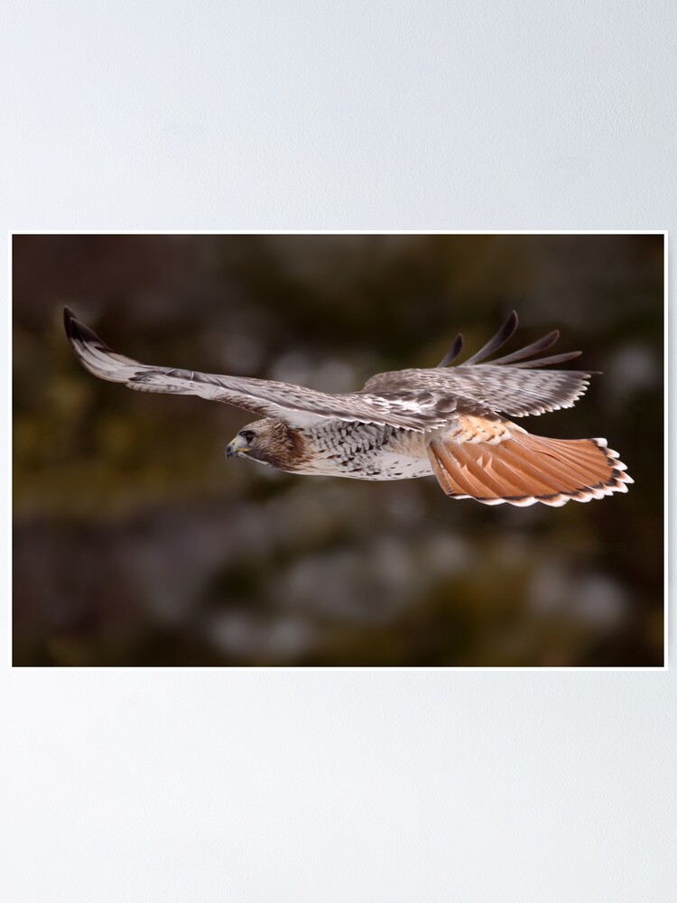 Thumbnail 1 of 3, Poster, Red Tail Hawk In Flight designed and sold by GaryFairhead.