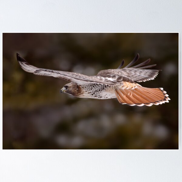 Item preview, Red Tail Hawk In Flight designed and sold by Gary Fairhead.