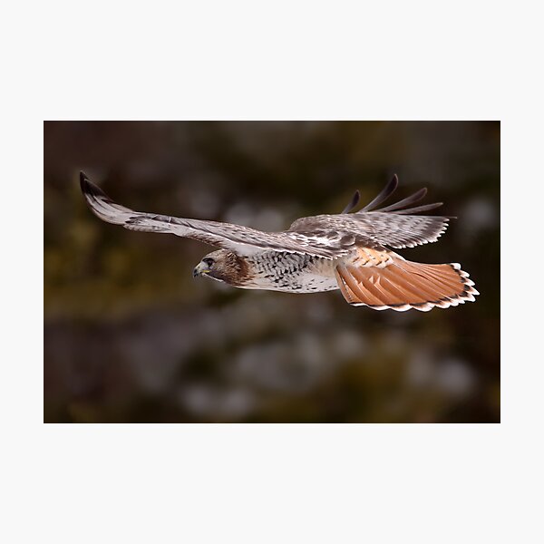 Item preview, Red Tail Hawk In Flight designed and sold by Gary Fairhead.