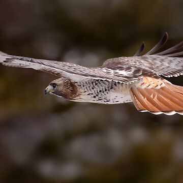 Artwork thumbnail, Red Tail Hawk In Flight by Gary Fairhead