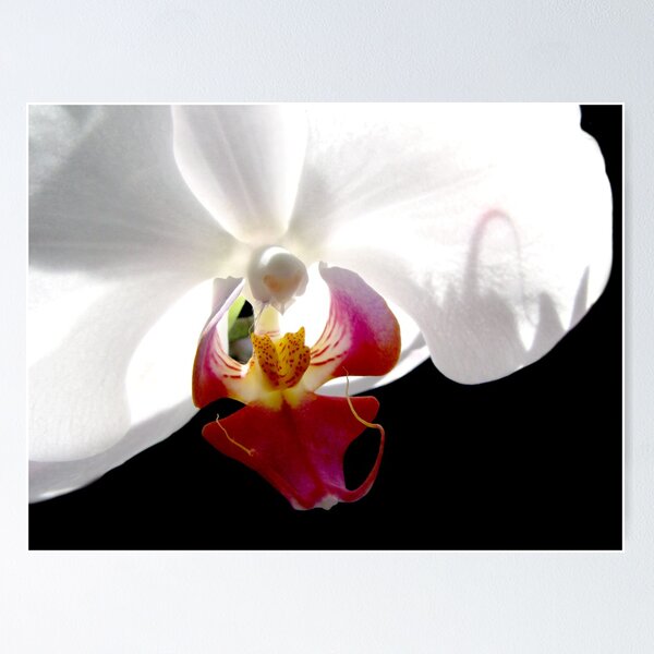 Item preview, Orchid II designed and sold by bkphoto.