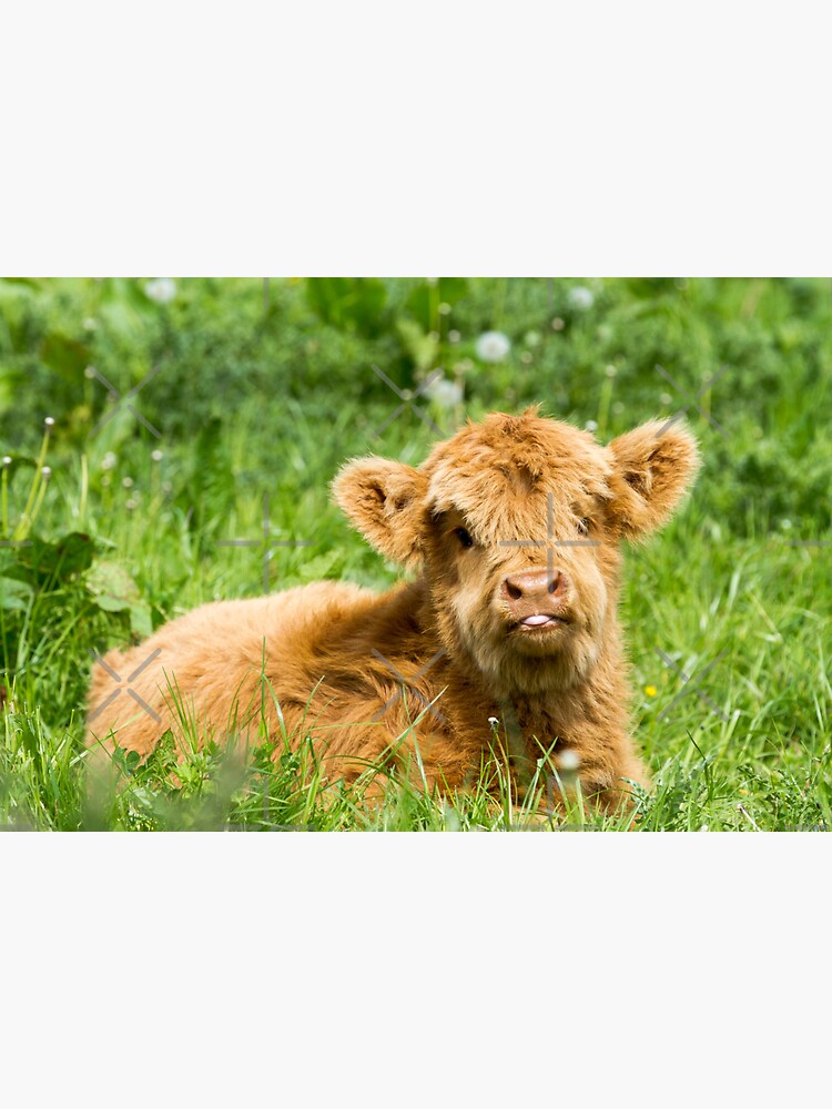 Raspberry Cow Photographic Print for Sale by Jane Stanley