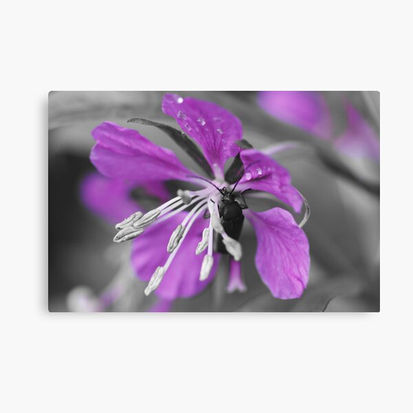 A touch of colour Canvas Print