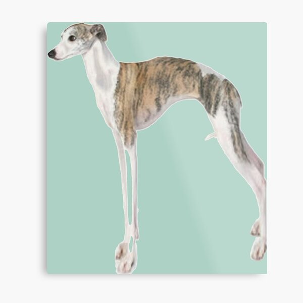 amazing soul whippet