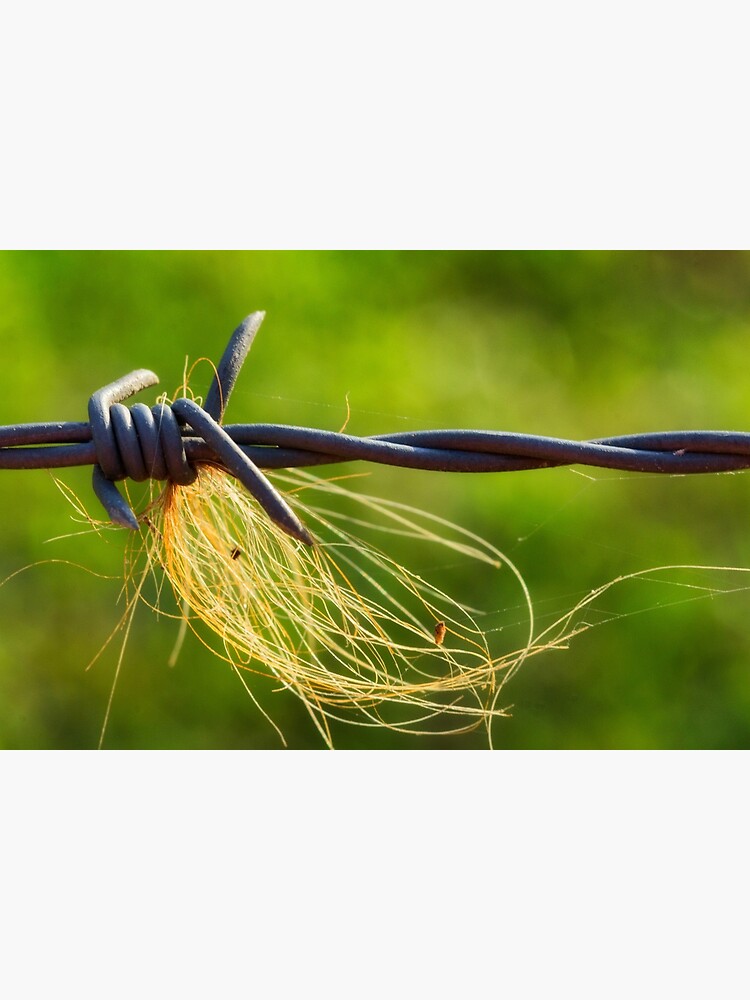 Barbed wire by fardad