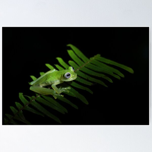 Puppy-eyed Glass Frog -- Spiny Glass Frog in Costa Rica, wildlife print,  nature print