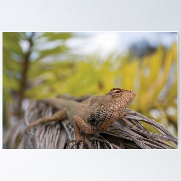 Item preview, Bearded Dragon - Pulau Pangkor, Malaysia designed and sold by John-Frum.