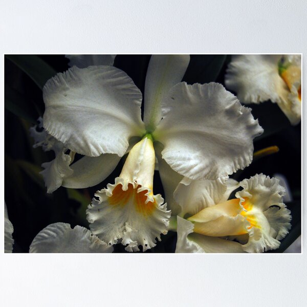 Item preview, Orchid #4 designed and sold by treborbob.