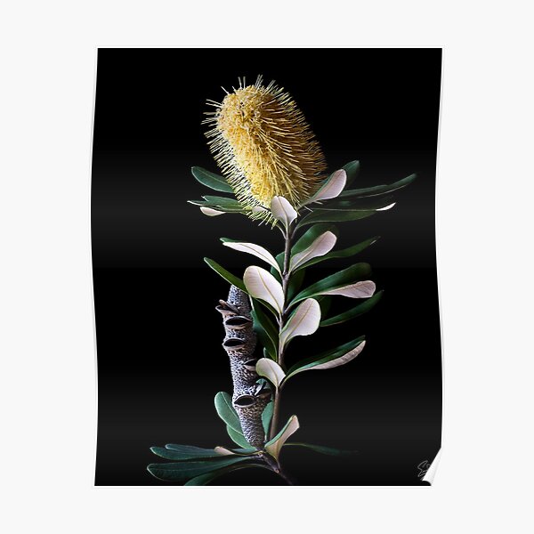 Coast Banksia Poster