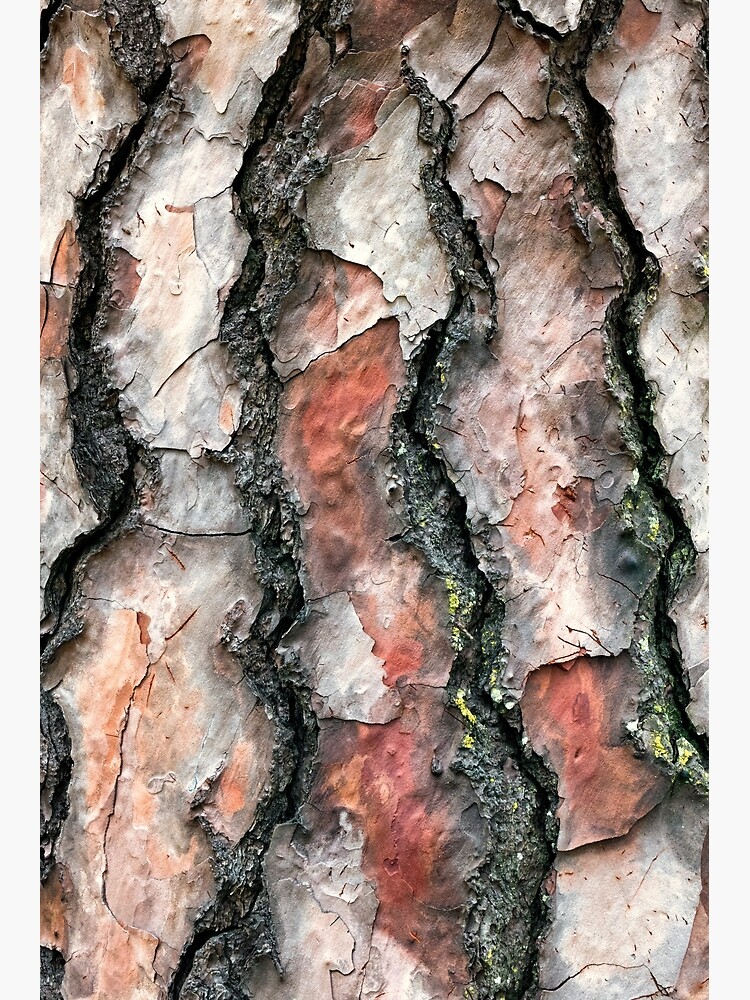 Chir Pine bark by fardad