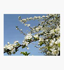 plum tree blossoms Photographic Print