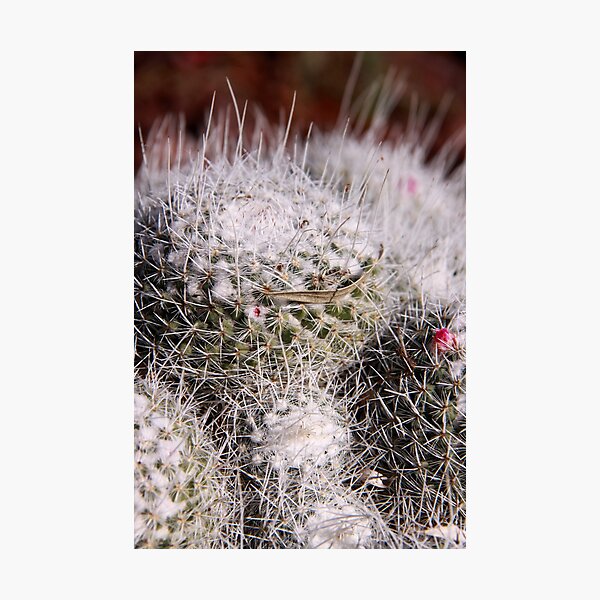 Frosted Mini Cacti Photographic Print