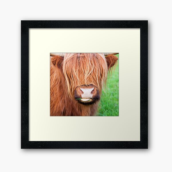 Face Mask (Scottish Highlands Cow) Framed Art Print